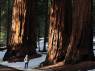 Junto a um imponente grupo de enormes sequoias no Sequoia National Park, na Califórnia - EUA